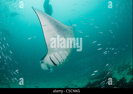 Raie manta, Manta alfredi (anciennement Manta birostris ), se nourrissant de plancton entre silversides, Hanifaru Bay, l'atoll de Baa, Maldives Banque D'Images