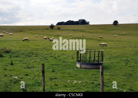 Un troupeau de moutons dans un champ dans les Cotswolds, Gloucestershire, Angleterre Royaume-Uni - paysage Banque D'Images