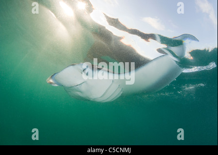 Raie manta, Manta alfredi (anciennement Manta birostris ), se nourrissant de plancton au coucher du soleil, la baie d'Hanifaru, l'atoll de Baa, Maldives ( Indian Banque D'Images