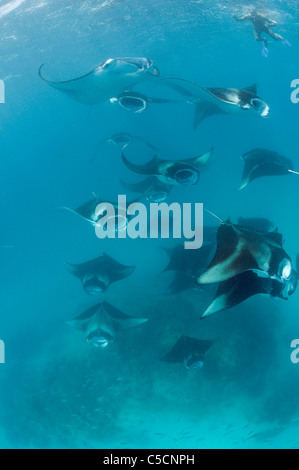 Manta Ray, agrégation d'alimentation, lagon Hanifaru Maldives Banque D'Images