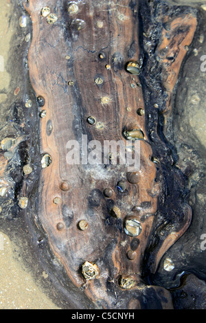 Forêt immergée découverte à marée basse sur les sables bitumineux près de Ynyslas Borth, Ceredigion, pays de Galles, Royaume-Uni Banque D'Images