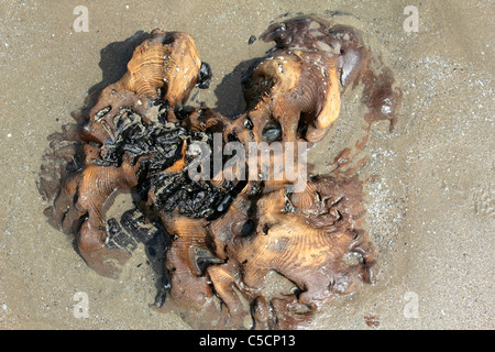 Forêt immergée découverte à marée basse sur les sables bitumineux près de Ynyslas Borth, Ceredigion, pays de Galles, Royaume-Uni Banque D'Images