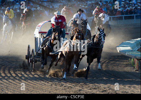 Chuckwagon race au Stampede de Calgary Banque D'Images