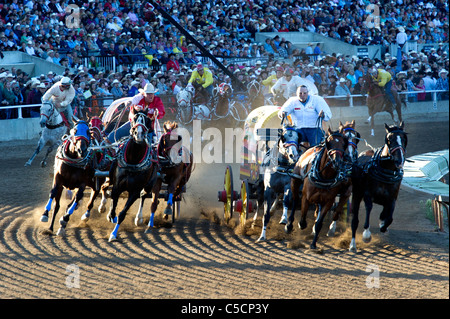 Chuckwagon race au Stampede de Calgary Banque D'Images