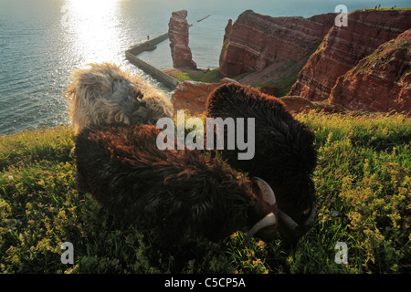 Moorland sheep sur l'oiseau rock avec vue 'Lange Anna Anna" ("Haut") sur l'île de Helgoland : Heidschnucke auf Helgoland Banque D'Images