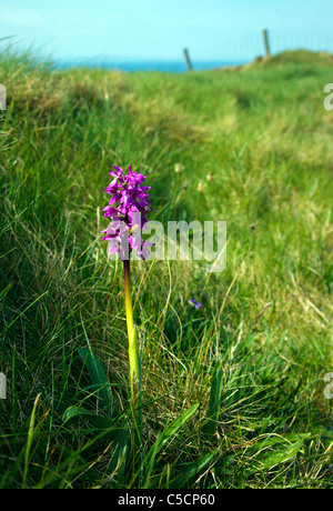 Early Purple Orchid sur le sentier du littoral d'Antrim en Irlande du Nord Banque D'Images