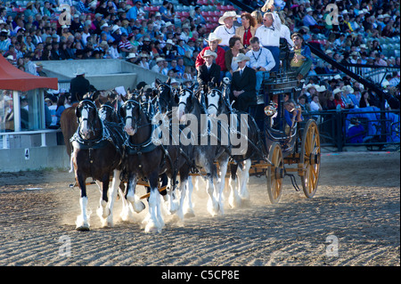 Chevaux de trait tirant un wagon au Stampede de Calgary. Alberta Canada Banque D'Images