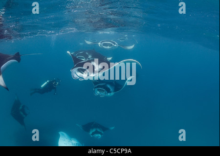 Photos de plongée Manta Reef, Maldives, lagon Hanifaru Banque D'Images