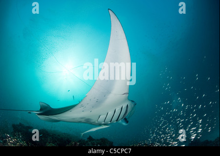 Manta Ray empêtré dans la ligne de pêche monofilament Hanifaru, lagune, l'atoll de Baa, Maldives Banque D'Images