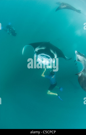 Photographies les raies manta, chercheur Hanifaru Bay, l'atoll de Baa, Maldives Banque D'Images