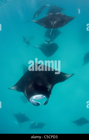 Photographies les raies manta, chercheur Hanifaru Bay, l'atoll de Baa, Maldives Banque D'Images