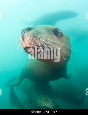 Lion de mer de Steller, ou lion de mer du Nord, Eumetopias jubatus, Glacier Bay, Colombie-Britannique, île de l'Alaska ( Prince William Sound ) Banque D'Images