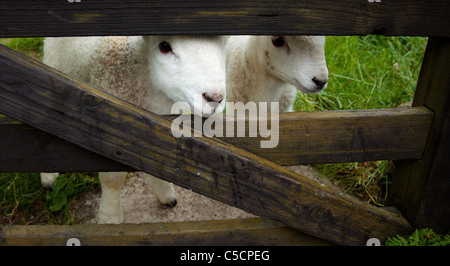 Les Jeunes agneaux de printemps dans un champ au nord des Pennines Banque D'Images