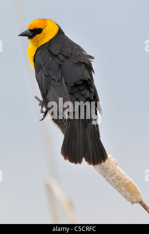 Carouge à tête jaune est perché au sommet d'une massette en Idaho, Camas National Wildlife Refuge. Banque D'Images