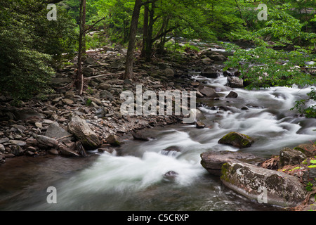 Rivière Oconaluftee à Great Smoky Mountains National Park, sur la côte de la Caroline du nord du parc sur l'image en été. Banque D'Images