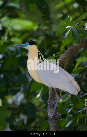 (Pilherodius pileatus Héron plafonnés) au lac Sandoval, Parc National Tambopata, Pérou Banque D'Images