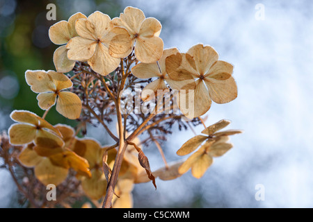 L'Hydrangea capitule. Banque D'Images