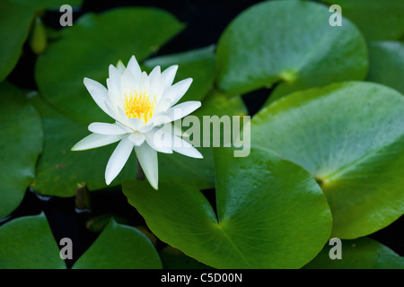 Feuilles et fleurs de lotus sur l'étang Banque D'Images