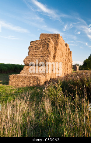 Des piles de Miscanthus (herbe à éléphant récoltés) à une zone de bord avec la prochaine récolte de l'herbe tout juste visible derrière, Northamptonshire, Angleterre Banque D'Images