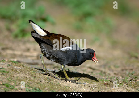 Une poule d'eau (Gallinula chloropus) marcher sur la terre ferme avec sa queue dans l'air UK Banque D'Images