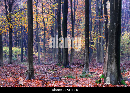 Bois de l'ouest près de Marlborough, Wiltshire, Royaume-Uni à l'automne Banque D'Images