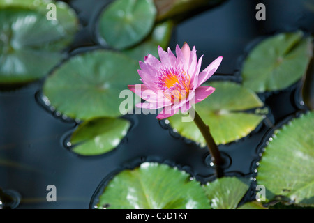 Une fleur de lotus sur l'étang Banque D'Images