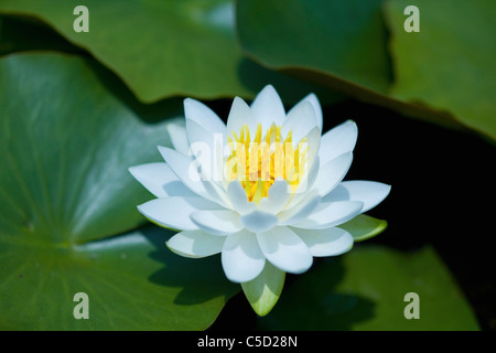 Fleur de lotus sur l'étang Banque D'Images