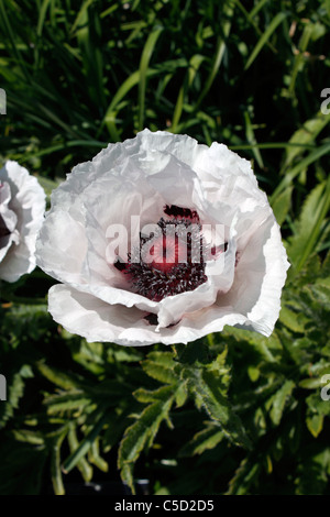 PAPAVER ORIENTALE PERRYS BLANC. Coquelicot. Banque D'Images