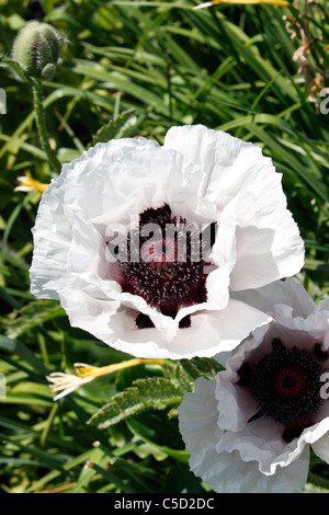 PAPAVER ORIENTALE PERRYS BLANC. Coquelicot. Banque D'Images