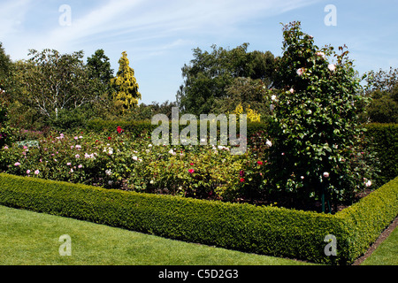 ENGLISH ROSE jardin en été. Banque D'Images