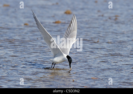 Gull-billed Tern (Sterna nilotica) pêche au-dessus de l'eau Banque D'Images