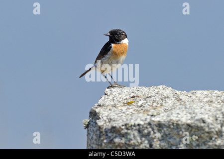 Stonechat (Saxicola torquata) seul mâle perché sur la roche. Banque D'Images