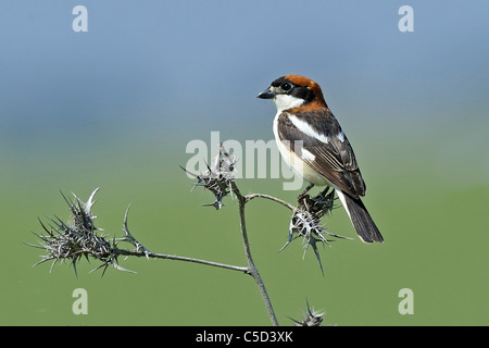 Woodchat Shrike (Lanius senator) seul mâle perché sur dead thistle Banque D'Images