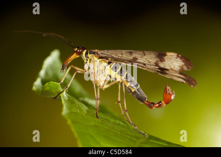 Mouche Scorpion, Panorpa germanica, homme, uk Banque D'Images