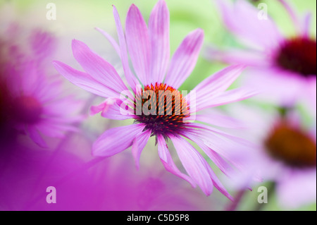 Image d'Echinacea purpurea (Est de l'échinacée pourpre ou coneflowers) rose fleurs d'été, prises contre un arrière-plan doux Banque D'Images