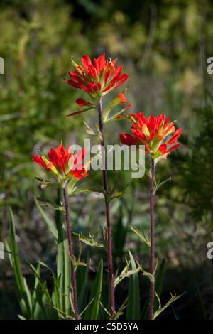 Indian paintbrush Castilleja coccinea Northern Michigan USA Banque D'Images