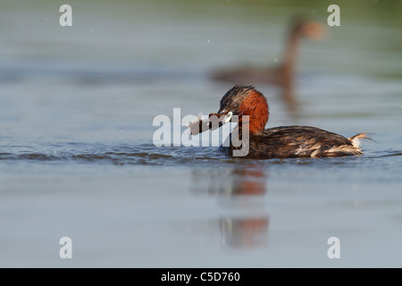 Grèbe castagneux (tachybaptus ruficollis) des profils et des poussins. L'Espagne. Banque D'Images