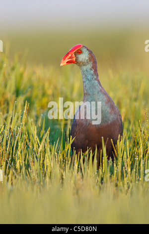 Purple swamp-hen (Porphyrio porphyrio). L'Espagne. Banque D'Images