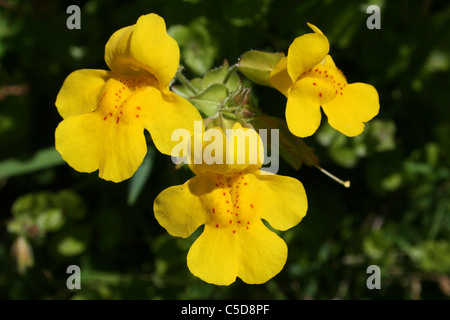 Monkey Flower Mimulus guttatus prises à Ness Botanic Gardens, Wirral, UK Banque D'Images