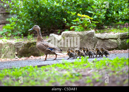 Canard colvert femelle chemin descendant avec 13 canetons nouvellement éclos Banque D'Images