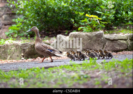 Canard colvert femelle chemin descendant avec 13 canetons nouvellement éclos Banque D'Images