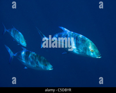 Piscine Jackfish profondément dans l'océan. Coco Palm Dhuni Kolhu. L'atol Baa, Maldives. Banque D'Images