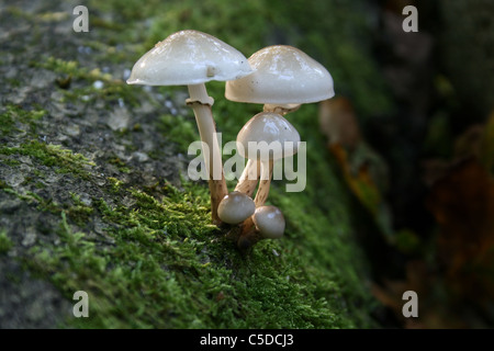 Champignon de porcelaine (Oudmansiella mucida) de plus en plus tombé Beech tree, Bowdown Woods nature reserve, Berkshire. Banque D'Images