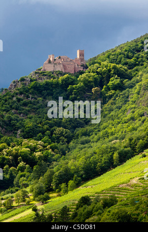 La lumière du soleil éclate sur les vestiges du château de Saint Ulrich haut au-dessus de Ribeauvillé, Haut-Rhin Alsace France Banque D'Images