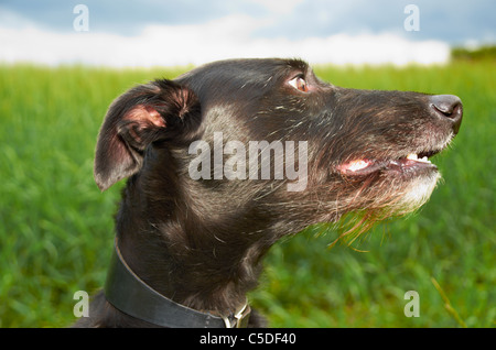 Alfie le lurcher / whippet croix. Banque D'Images