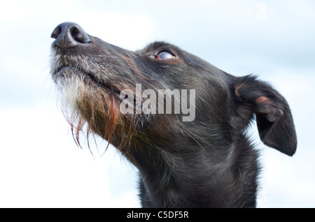 Alfie le lurcher / whippet croix. Banque D'Images