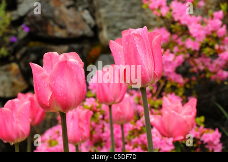 Printemps tulipes dans un lit de fleur Banque D'Images