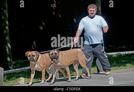 Deux chiens Bull Américain Banque D'Images