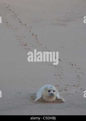 Un bébé phoque gris qui nous arrivent de la mer. Banque D'Images