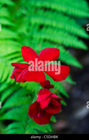 Fleur rouge avec green fern Banque D'Images